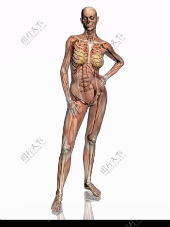 肌肉人体模型0078
