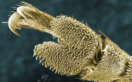 昆虫显微镜图片0002