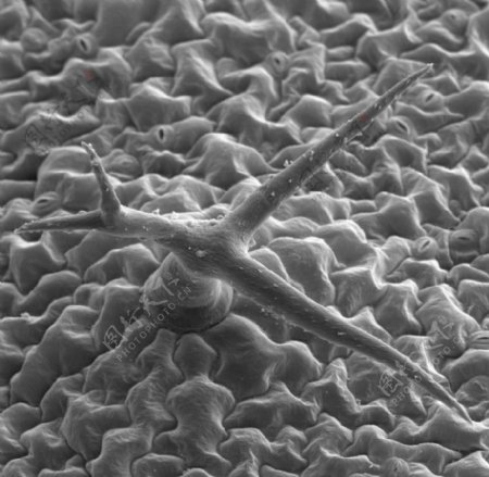 昆虫显微镜图片0046