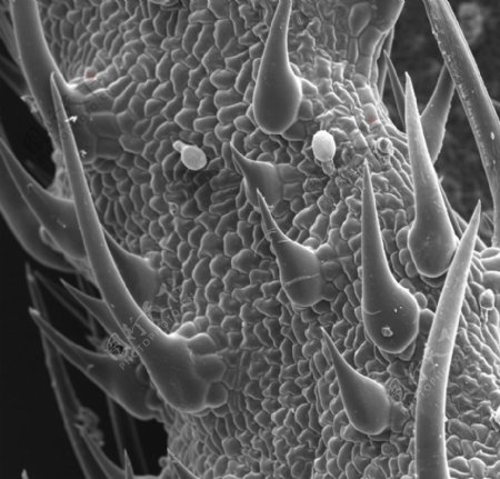 昆虫显微镜图片0053