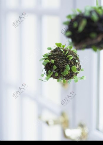 植物与空间0144