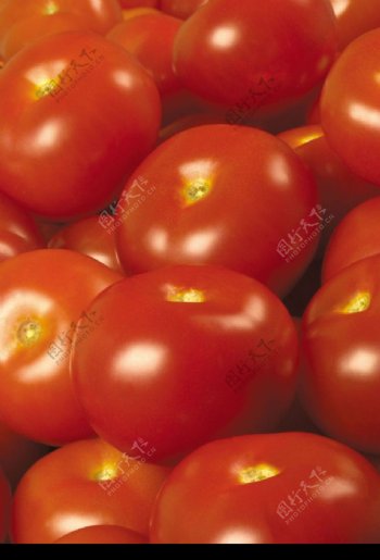 西红柿0002