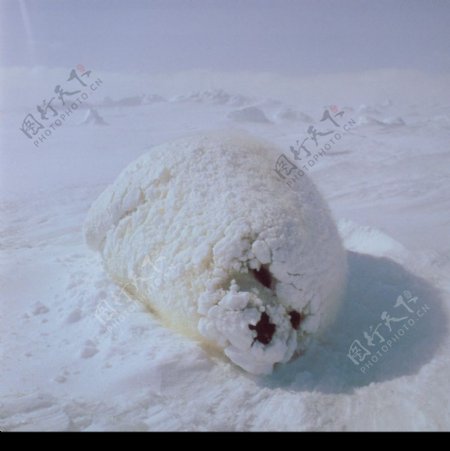 海狮冰雪熊0005