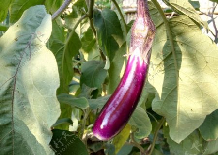蔬菜紫色茄子实拍