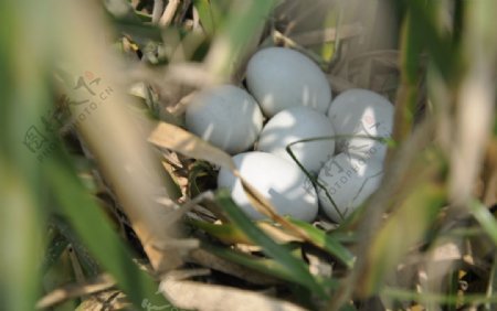 七里海鸟巢鸟蛋