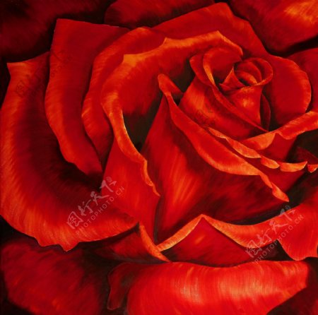 红色玫瑰花油画装饰画