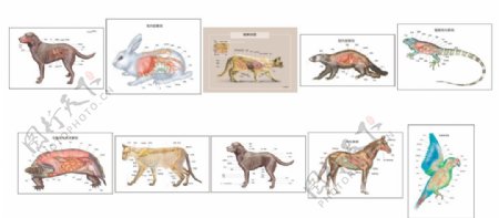 动物身体结构图