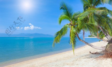 海滩背景图天空椰子树