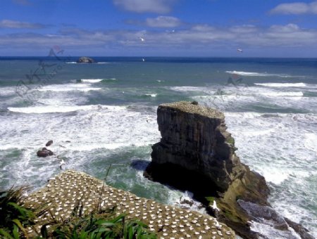 新西兰鸟岛自然风光
