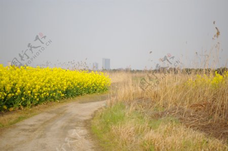 油菜花开