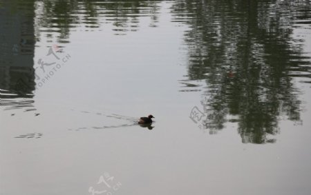 水中的野鸭