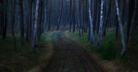 森林里的小路