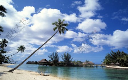 天空海滩椰树背景
