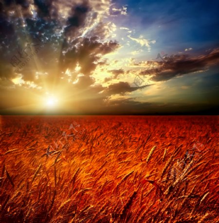 日落下的秋收小麦