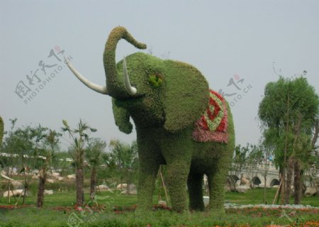 公园绿色植物大象造型