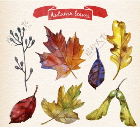 7款彩绘秋天树叶设计矢量素材