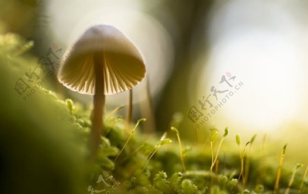 初生的小蘑菇