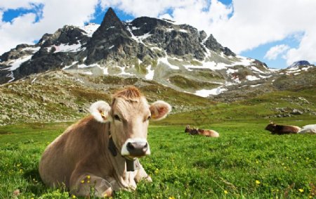 牧场的奶牛高清摄影
