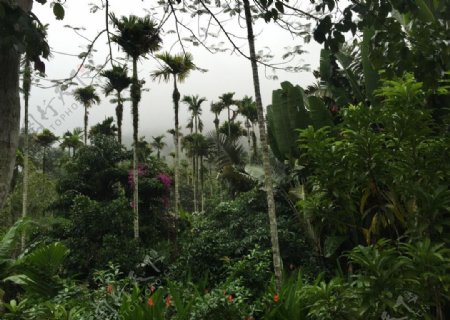 海南的热带雨林