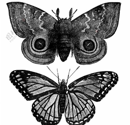 素描蝴蝶标本