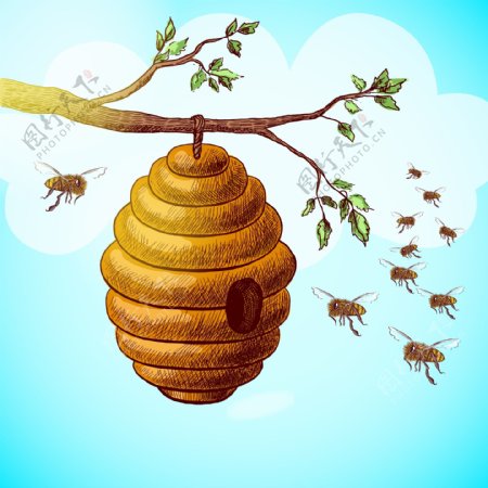 手绘蜂窝蜜蜂插图