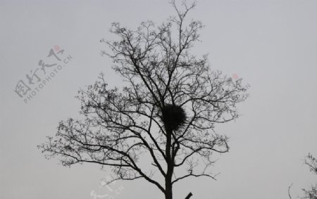 树上的鸟巢