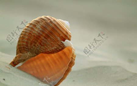 沙滩上的蜗牛壳