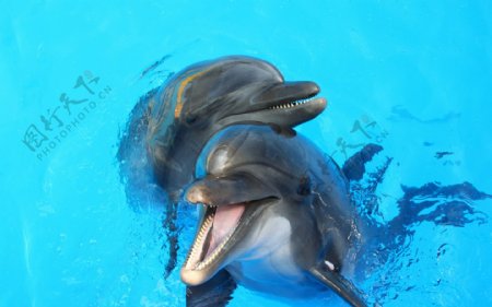 可爱小海豚