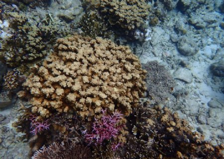 海底珊瑚石