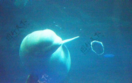 白鲸泡泡摄影