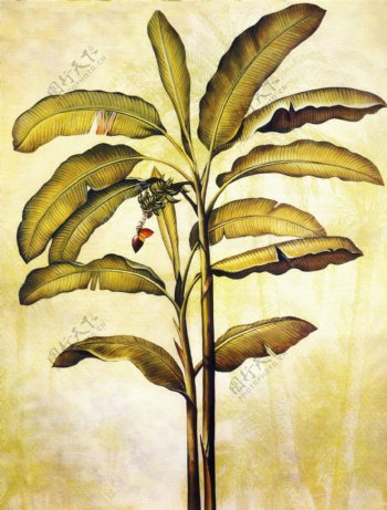欧洲复古植物装饰画