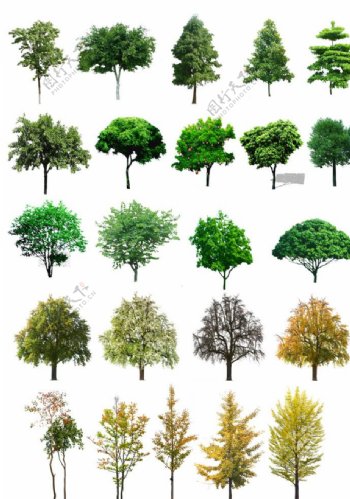 素材树单个景观效果图