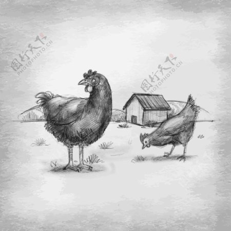 手绘素描农场养的鸡