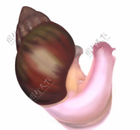 粉色蜗牛手绘PSD分层