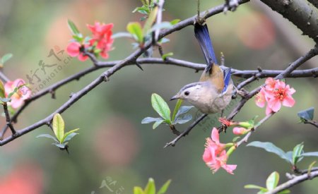 蓝翅希鹛