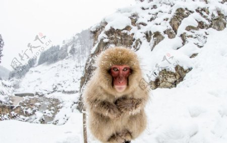 雪地的猴子