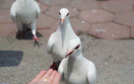 鸽子