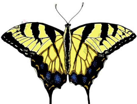 黄色黑边高清蝴蝶