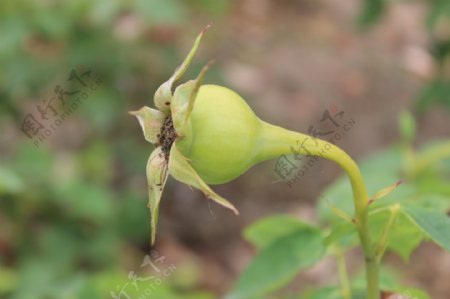 月季花种子