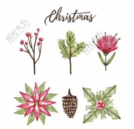 水彩绘圣诞植物矢量素材