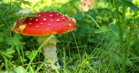 绿草地红色蘑菇