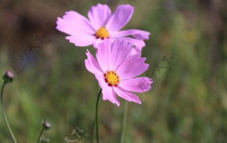 隔山花