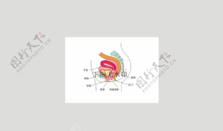 女性盆底肌生殖系统矢量描图