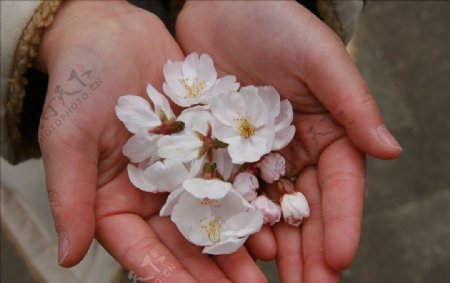 手中的樱花