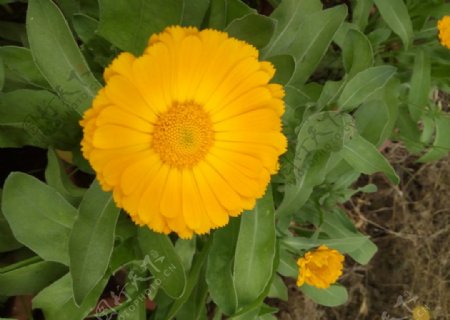 黄色草花