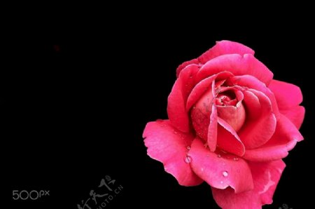 红色玫瑰花图片素材