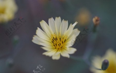 田野苦菊花蒲公英花朵