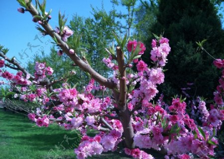 盛放桃花树