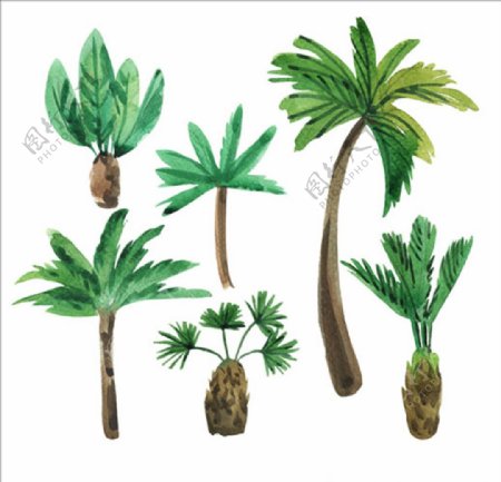 六款手绘水彩棕榈树
