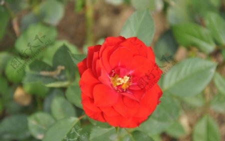 大红色刺玫花